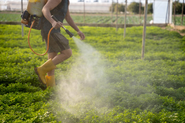 Best Pest Prevention Services  in Lynwood, CA