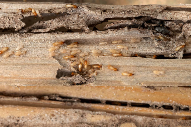 Pest Control Cost in Lynwood, CA